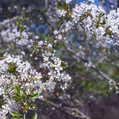 numerous flowers of profusely blooming cherry. Spring. Sunny day