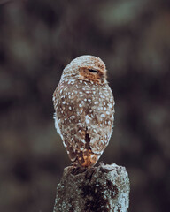owl with the dark background