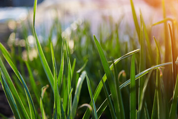Young fresh onion background. Spring plants at sunset. Natural oraganic plants