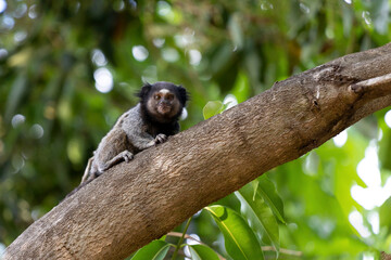 The monkey on the tree. The Black-tufted marmoset also know as Mico-estrela is a typical monkey from central Brazil. Species Callithrix penicillata. Animal lover. Wildlife.