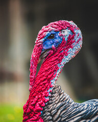 Close up of a turkey