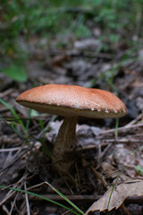 mushroom in the forest