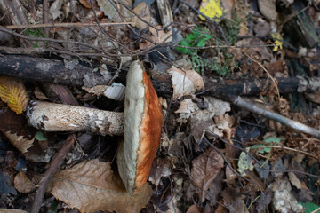 mushrooms in the woods