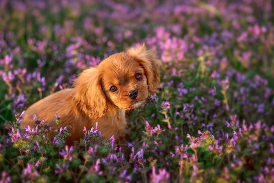 Puppy in Purple Clover