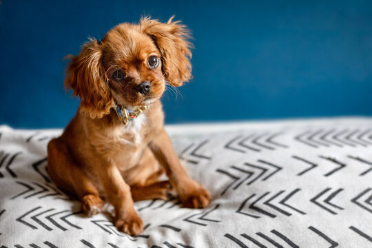 Cavalier King Charles Puppy