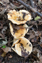 mushrooms in the forest