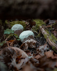 mushroom in the forest
