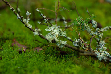 Symbios Flechten Moose 