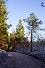 Winterwald Jütland 