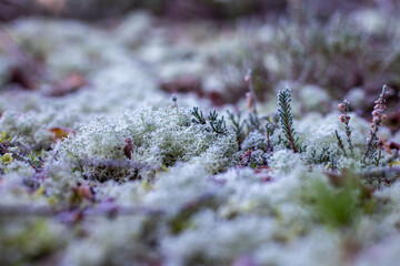 Moos, Flechten und Heide in Jütland Winterlandschaft 