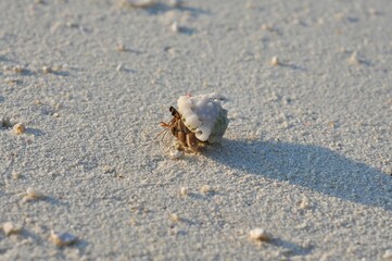 Sand crabs at low tide on a Maldivian island