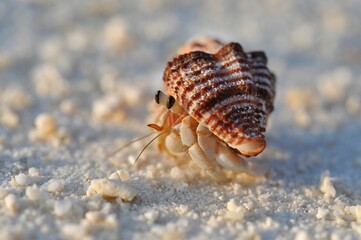 Sand crabs at low tide on a Maldivian island