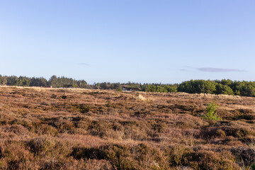 Heidelandschaft J&uuml;tland 