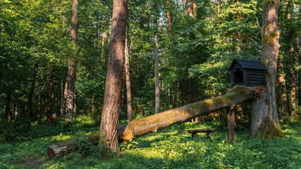 fabulous green forest in ukraine in summer zhytomyr region tree house in the forest