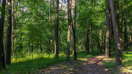 Obraz premium fabulous green forest in ukraine in summer zhytomyr region