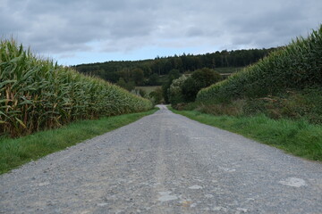 Path between cornfields