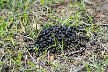 A Pile of Gazelle Droppings
