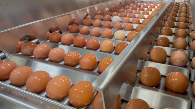 Egg sorting and disinfection in the food factory