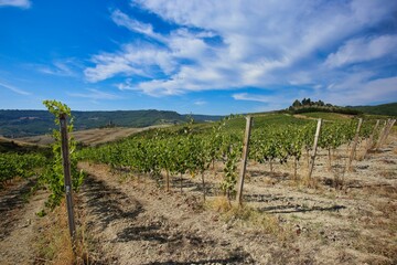 natural landscape of tuscany, villa on the hill among vineyard