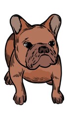 French bulldog puppy