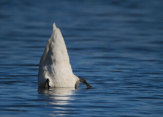 Diving swan © Klimczak-Krajewska