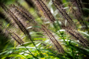 Brown Ornamental Grass and Green Leaves