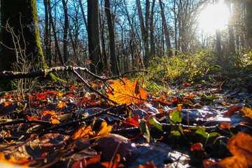 Blätter im Herbstwald