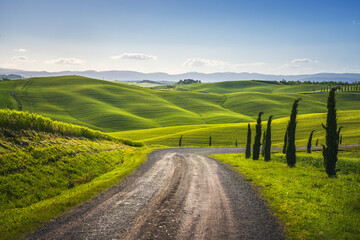 Fototapeta premium Monteroni d'Arbia, route of the via francigena. Winding road. Siena, Tuscany. Italy