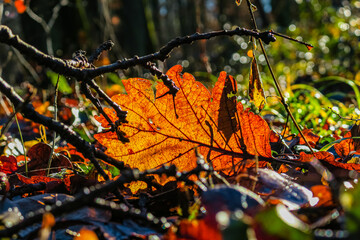 Blätter im Herbstwald