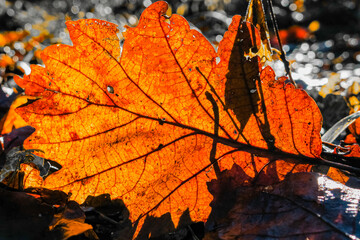 Blätter im Herbstwald
