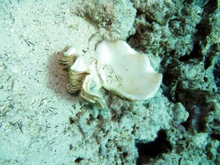 Giant clam of the red sea Egypt while scuba diving at blue hole dive spot in dahab 