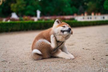 Dog Akita on the walk