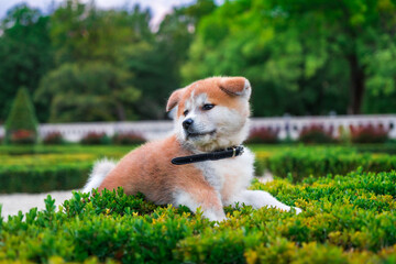 Dog Akita on the walk