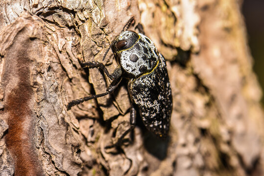 Capnodis tenebrionis in natural habitat in Montenegro, Balkans