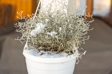 Beautiful view of beautiful winter silver plant for outdoor decorating on background. Sweden.