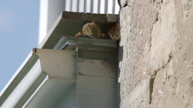 Two American Red Squirrels With One Hiding In Nest, Wild Animal Behaviour