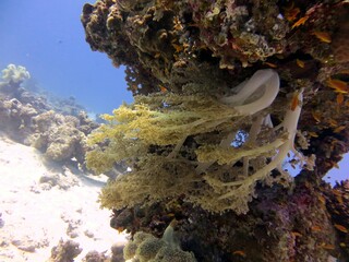 beautiful colorful soft coral of the red sea Egypt while scuba diving