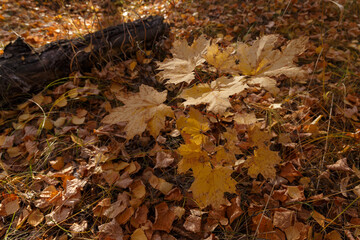 Yellow and orange maple leaves. Golden Sun. Autumn forest. The concept of seasons. Autumn colorful background
