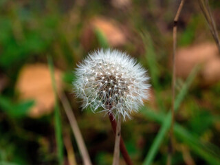 dandelion in the grass in the forest