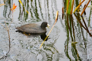 American coot on pond 
