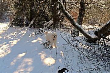 Winterspaziergang mit Goldendoodle im Schnee auf dem Meissner