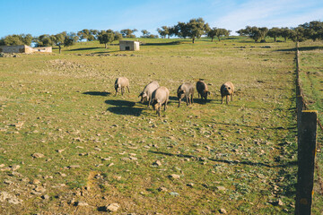 ibérico dehesa