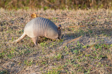 Armadillo eating in field