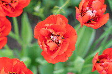 Obraz premium red tulip bud close-up on a beautiful background