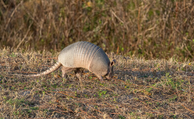 Armadillo eating in field