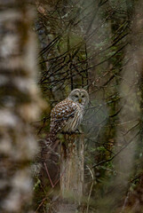Barred owl hunting in forest