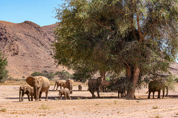 A breeding herd of Desert Adapted Elephants find some welcome shade during the heat of the day in Damaraland, Namibia.