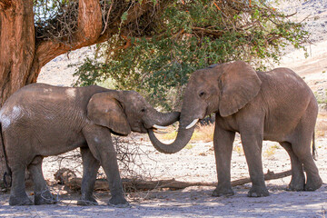 Two Namibian Desert Adapted Elephant siblings tenderly place their trunks in each other's mouth.