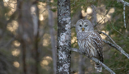 Barred owl hunting in forest