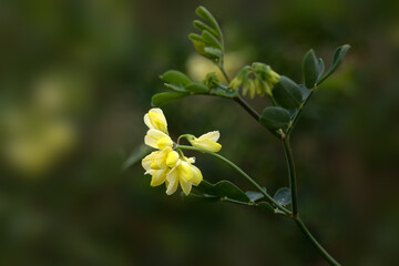 Closeup of flowers of Coronilla valentina subsp. glauca 'Citrina' in a garden in against a diffused...